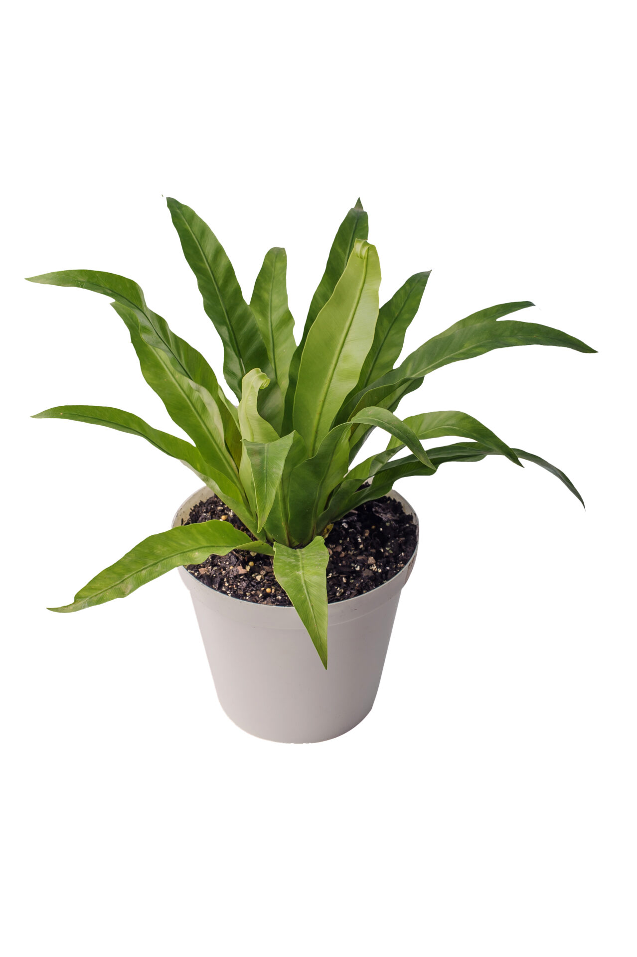 ASPLENIUM Antiquum Asplenium Antiquum - Image 1