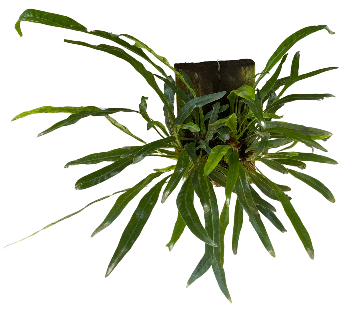 Agloamorpha Coronans NEW Agloamorpha Coronans - Image 1