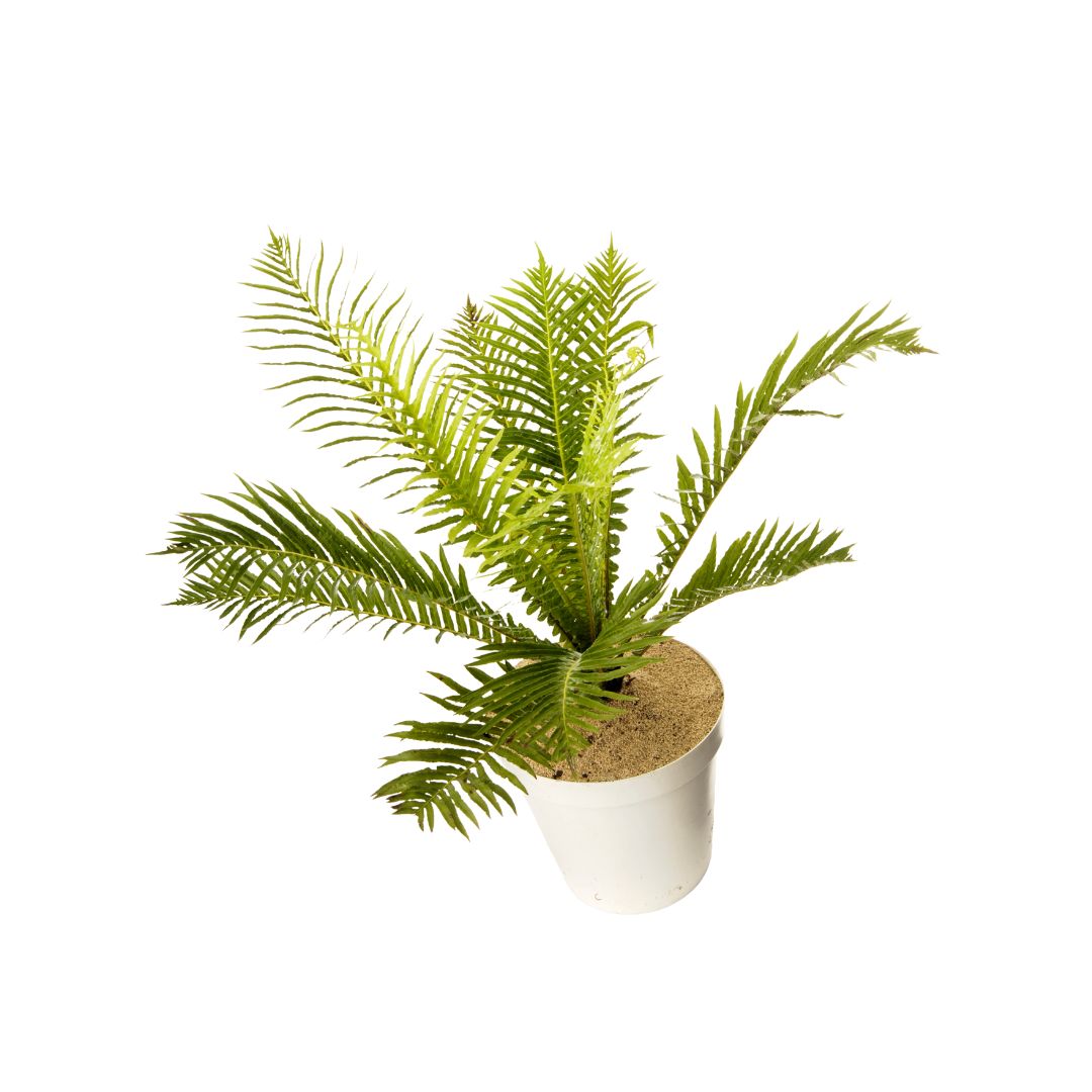 BLECHNUM SILVER Blechnum Silver Lady - Image 1
