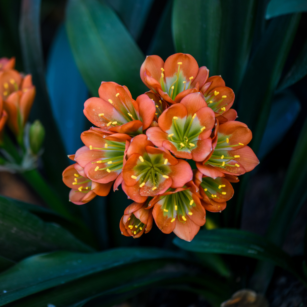 Clivia Brons Clivia Bronze - Image 1