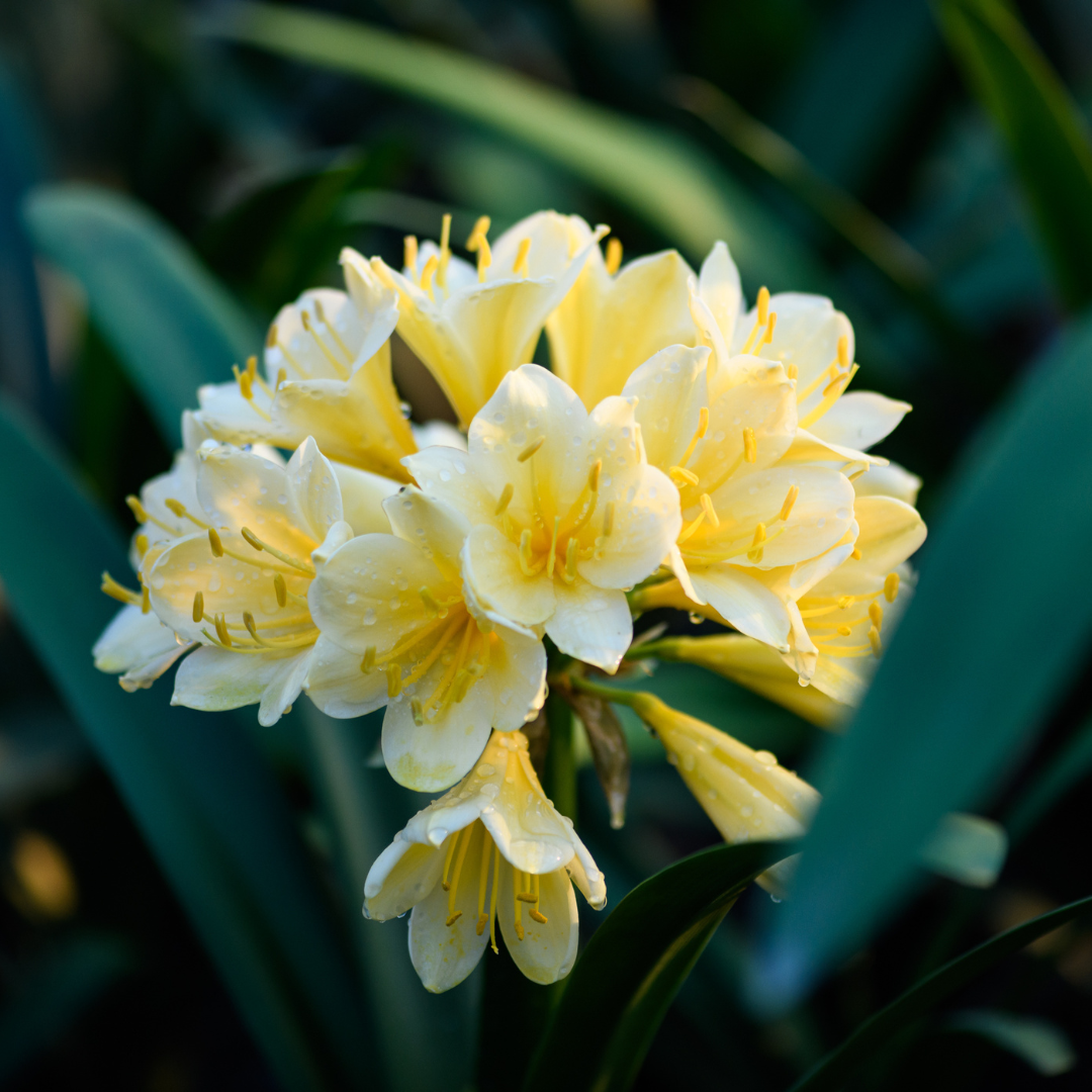 Clivia citrina Clivia Citrina - Image 1