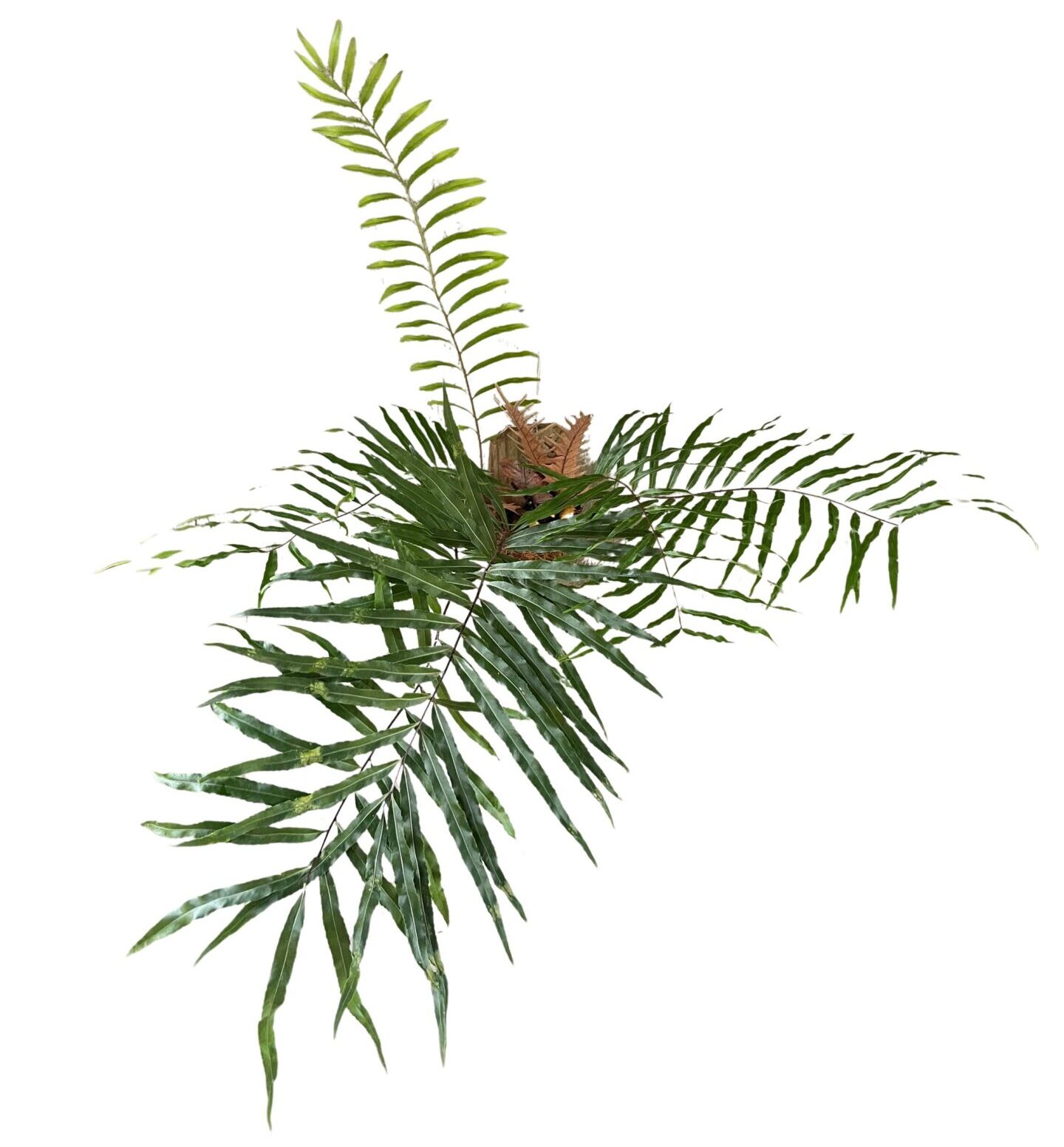 Drynaria Rigidula Hanging Drynaria Rigidula - Image 1