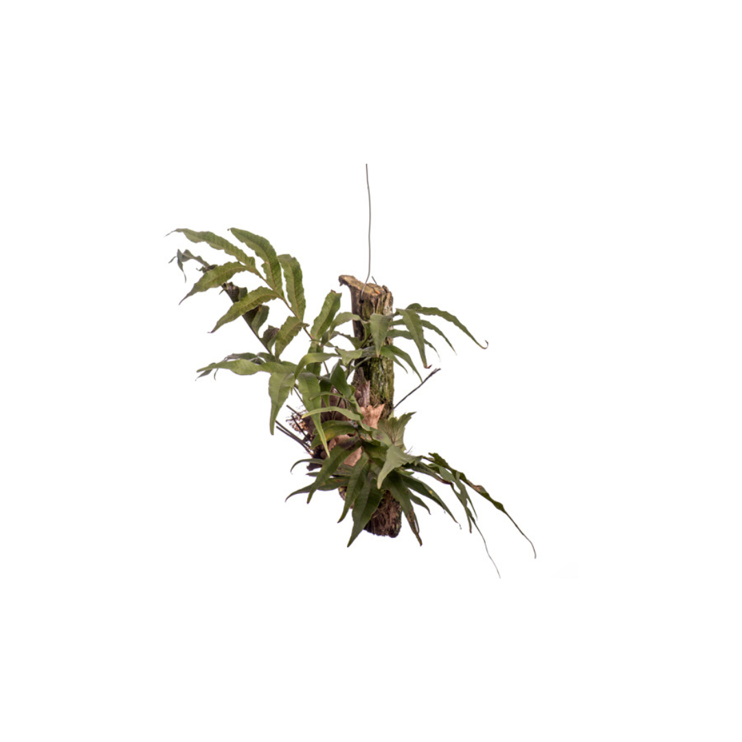 Drynaria quersifolia Drynaria Quersifolia - Image 1