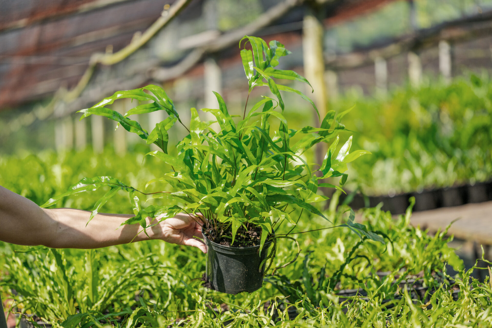 KANGAROO FERN IN NURSERY Microsorum Scolopendria - Image 1