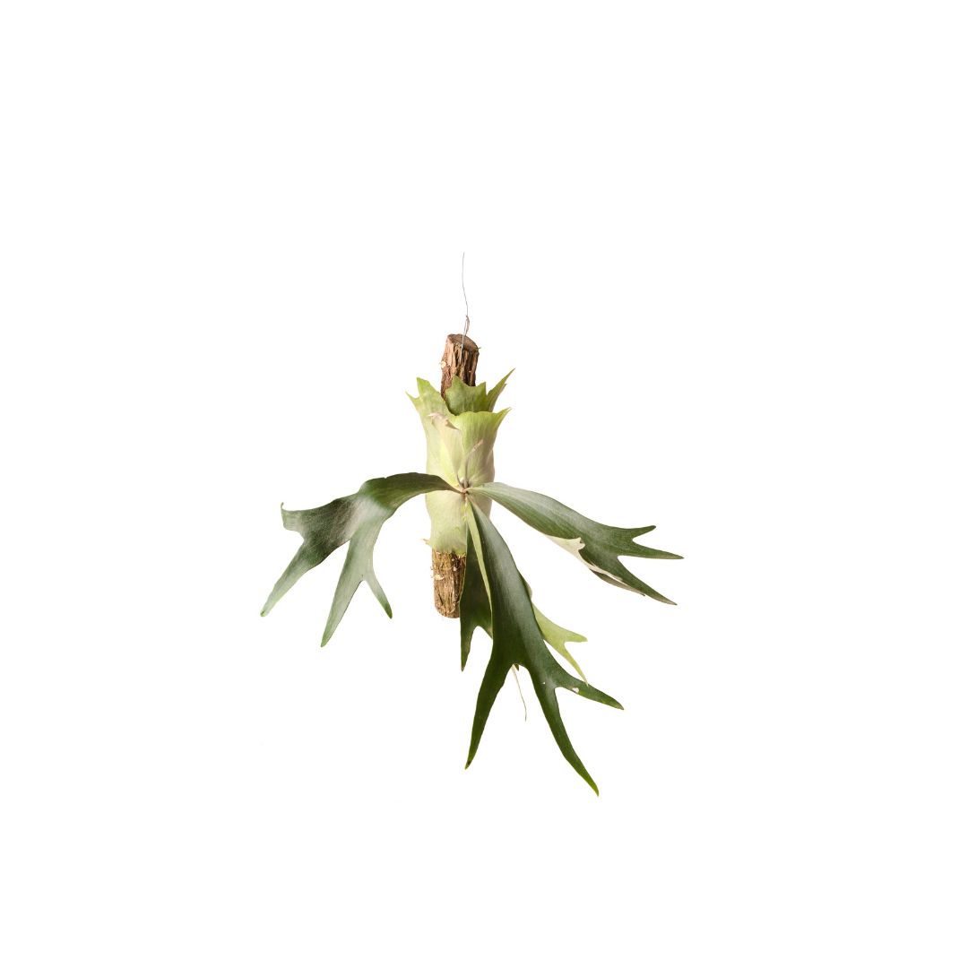 PLATYCERIUM BIFURCATUM Platycerium Bifurcatum - Image 1