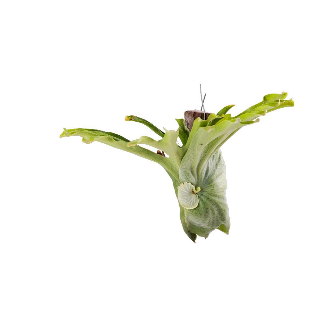 PLATYCERIUM SUPERBUM Platycerium Superbum Medium - Image 1