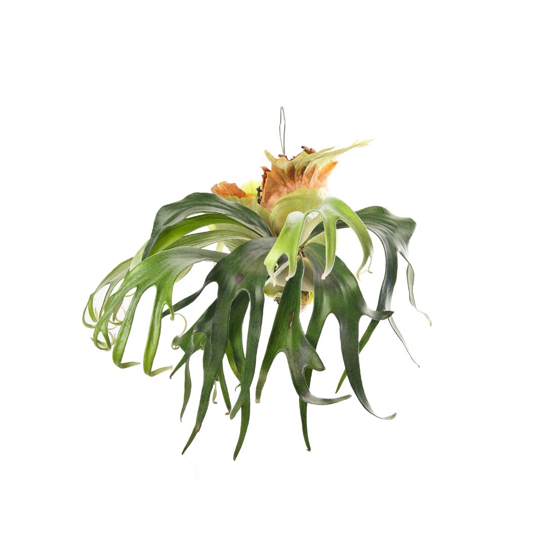 Platycerium _mount lewis Platycerium Willinckii Mount lewis - Image 1
