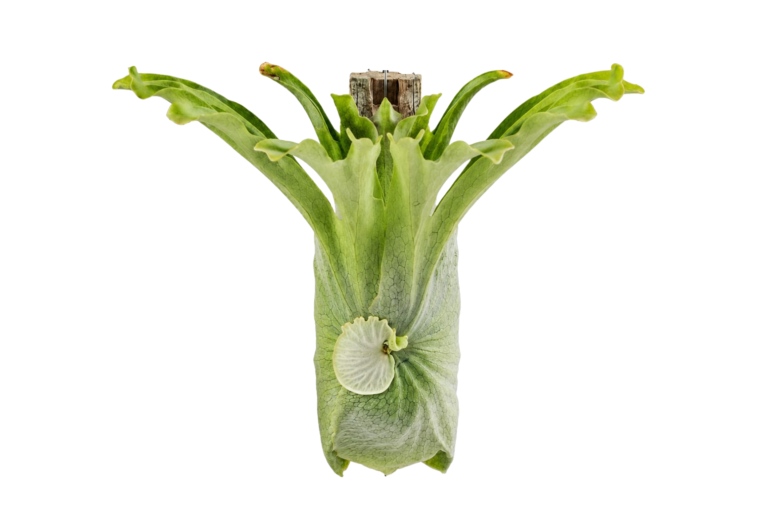 Platycerium Superbum Medium - Klugro Nursery
