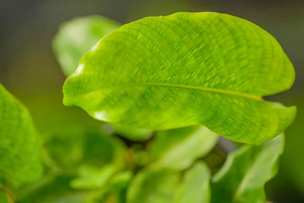 DSC_9765 Calathea Musaica - Image 1