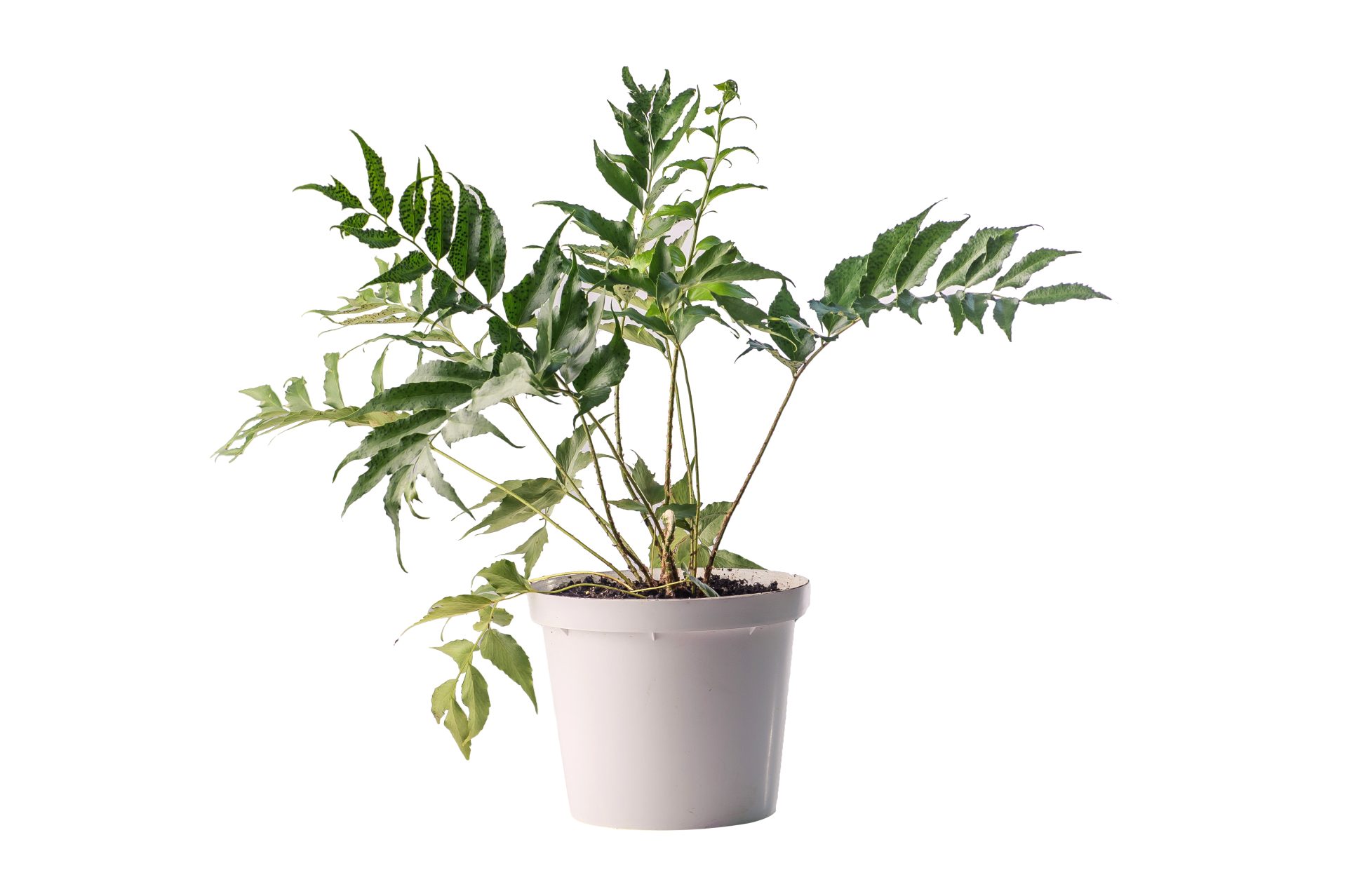 CYRTOMIUM FALCATUM Cyrtomium Falcatum - House Holly - Image 1