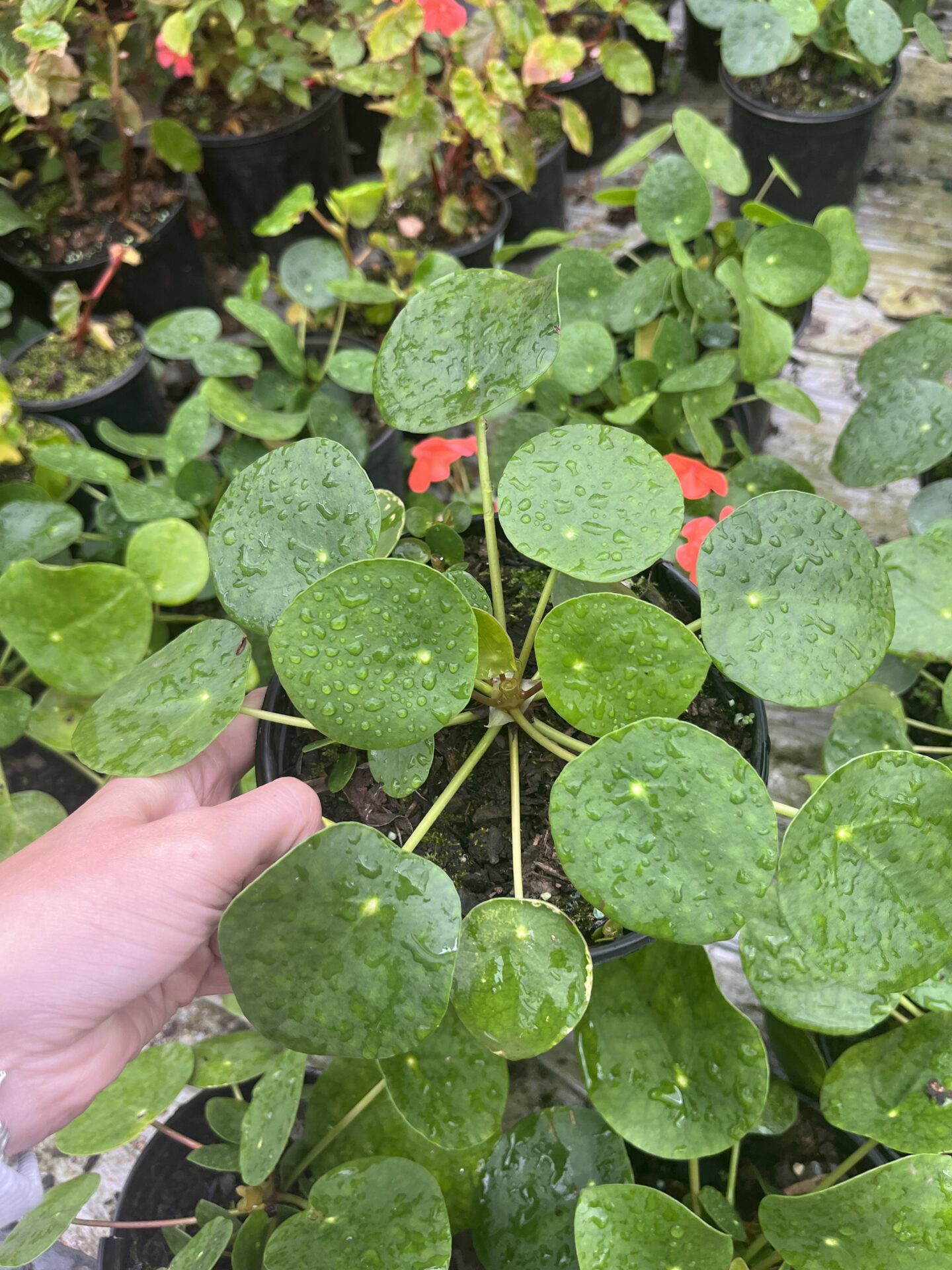 IMG_0624 Pilea Peperomioides - Image 1