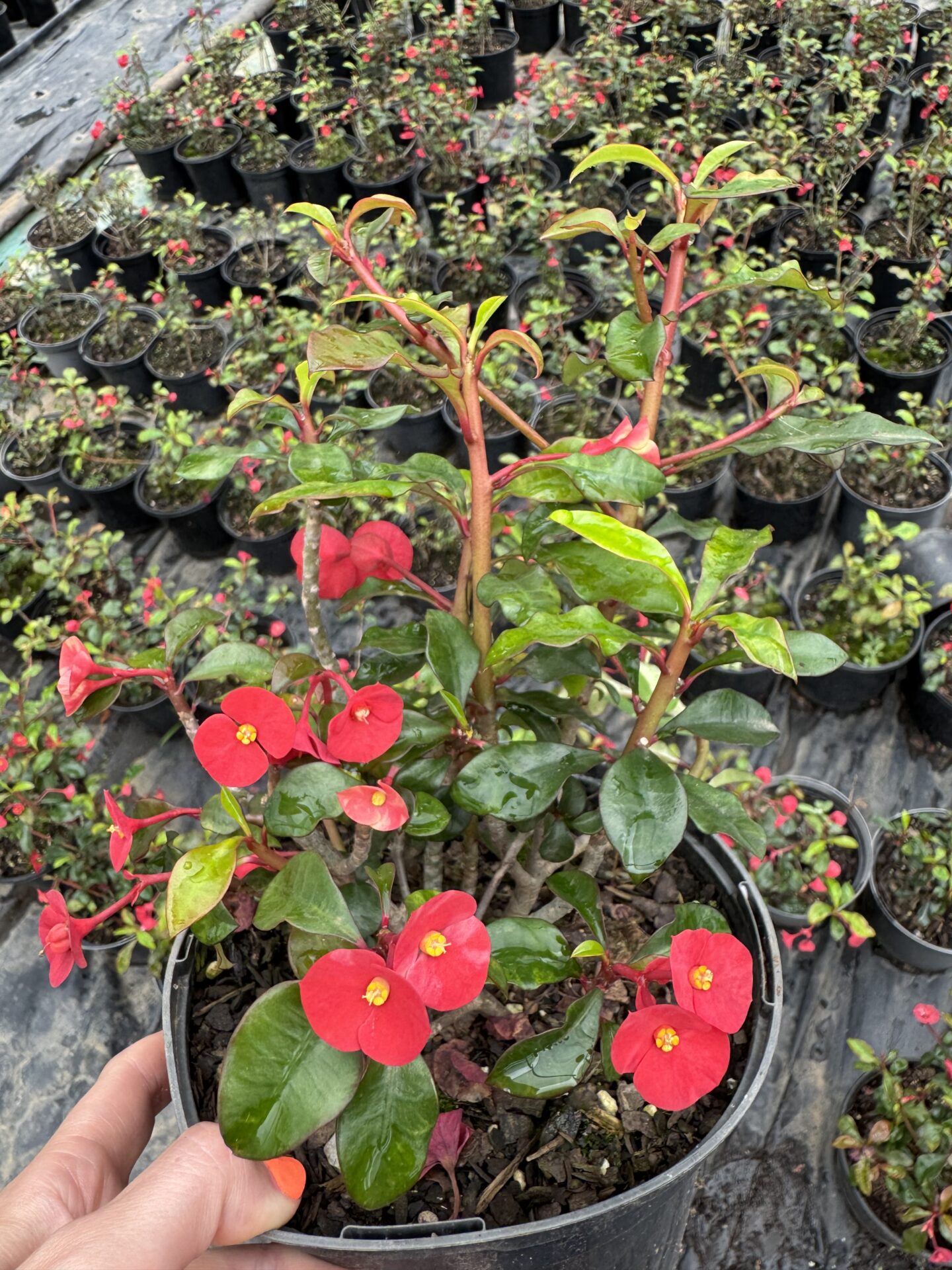 IMG_1594 Euphorbia Geraldii - Image 1