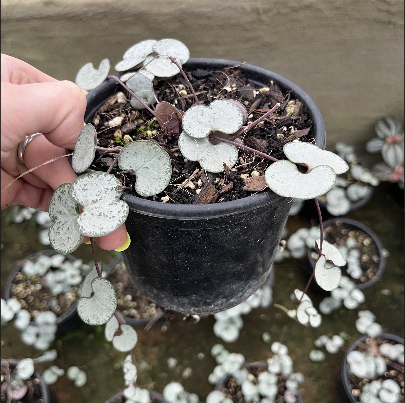Ceropegia Woodii Ceropegia Woodii - Image 1