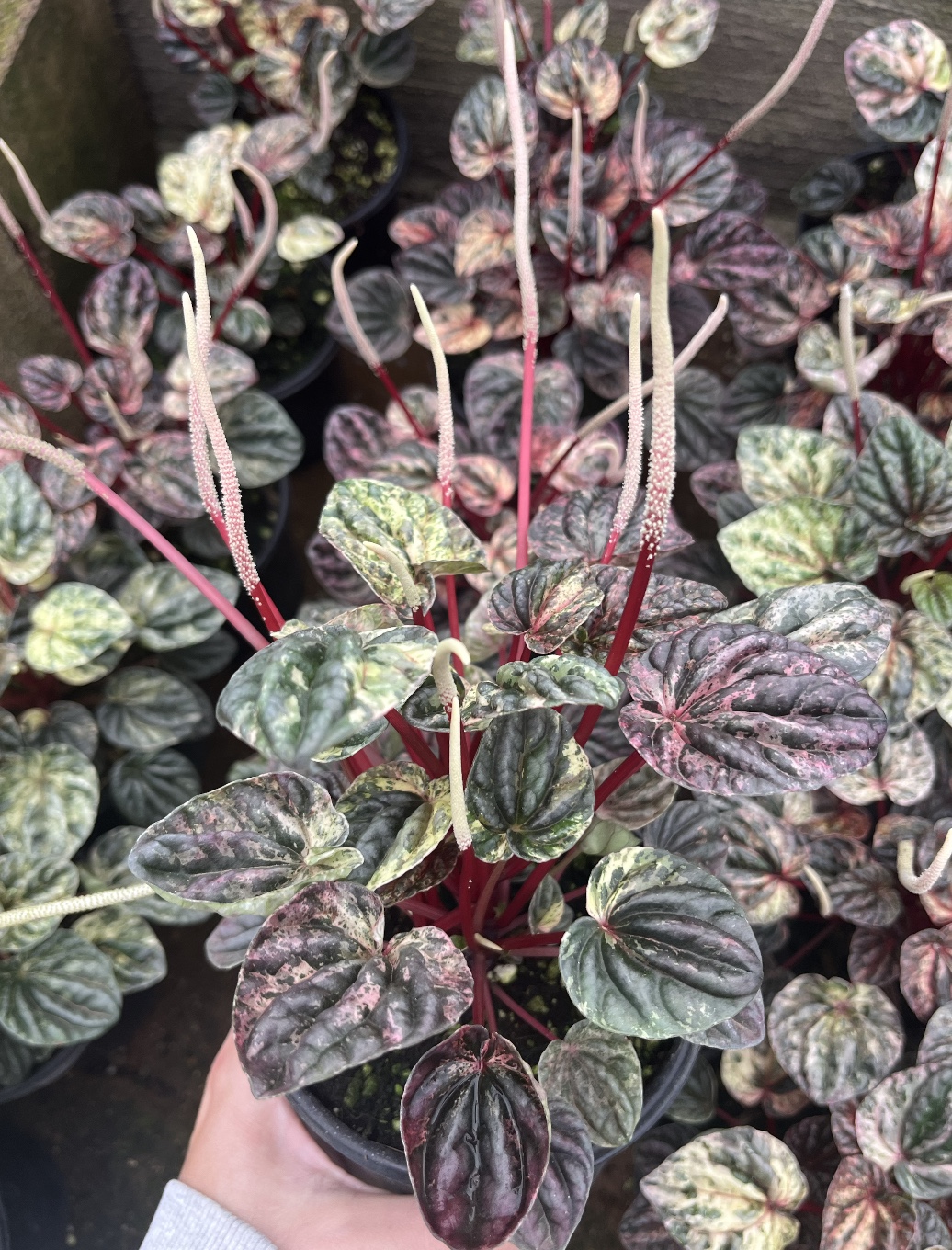 Peperomia Caperata Pepercomia Caperata - Image 1