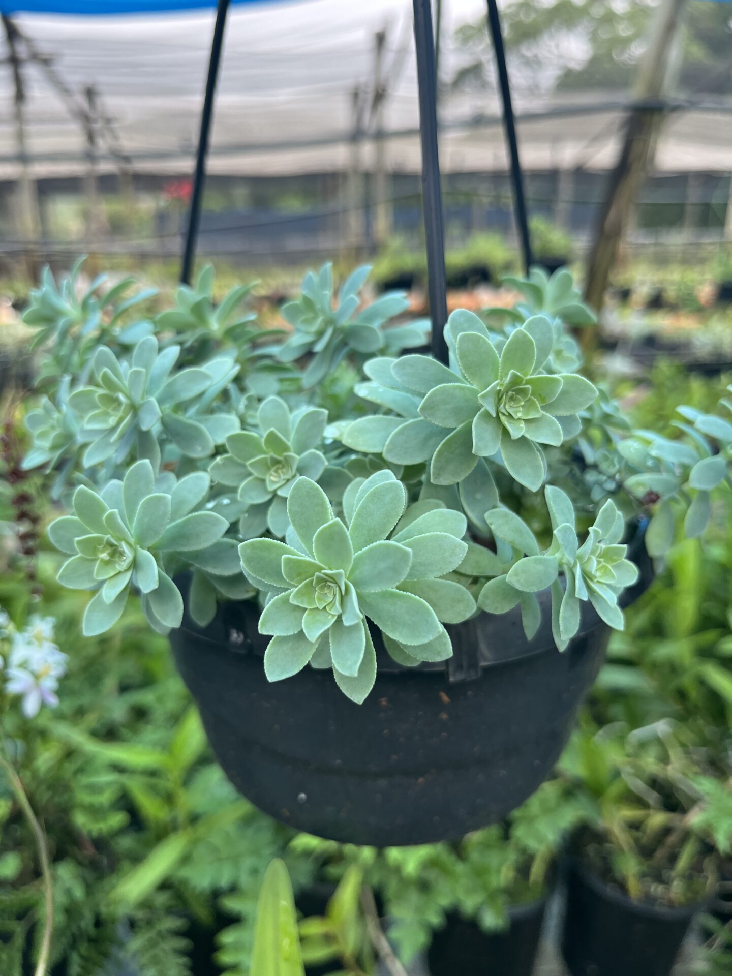 Sedum Basket Sedum Basket - Image 1