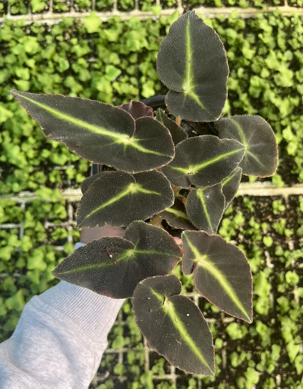 専用おまとめ　Begonia 5点 Begonia Listada - Klugro Nursery