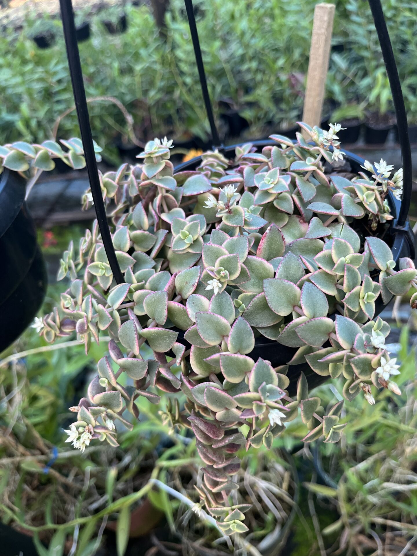 Crassula Pellucida Subs Marginalis Variagata 2 Crassula Pellucida Subsp Marginalis - Image 1