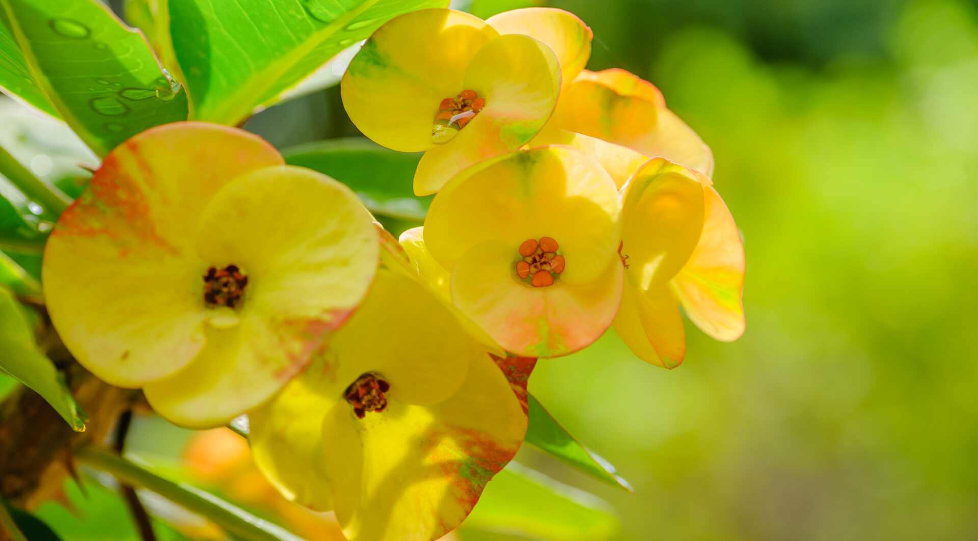 _D7H3906 Euphorbia Large Thai Golden Burst - Image 1