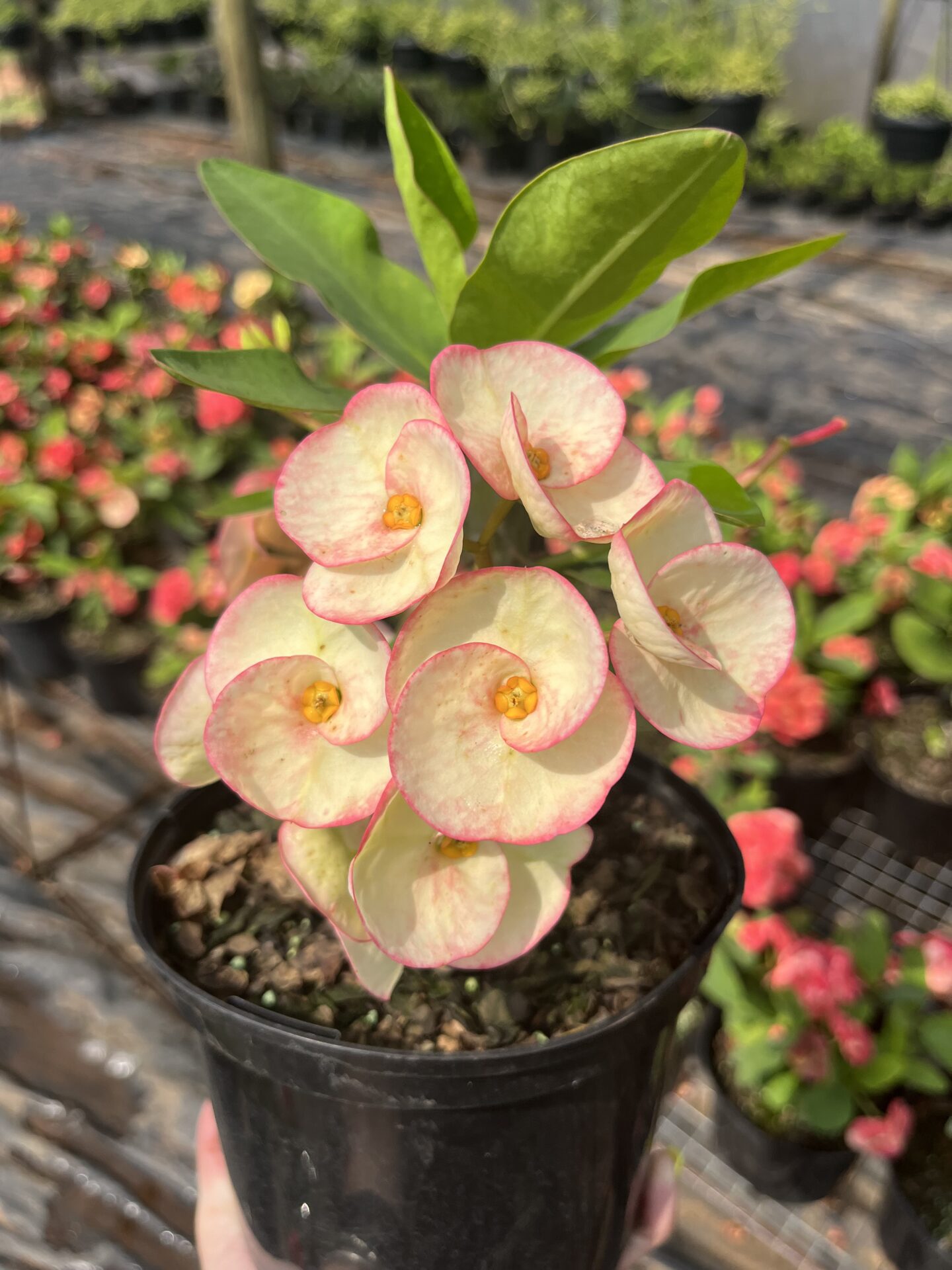 IMG_0500 Euphorbia Large Thai Frosted Blush - Image 1