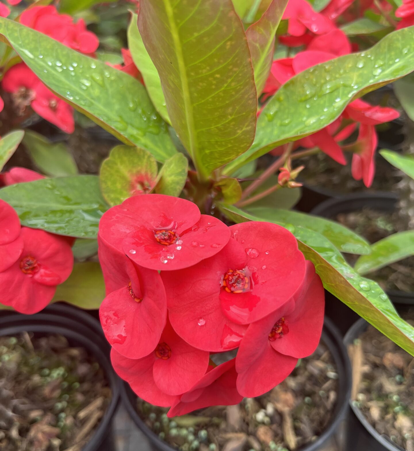 IMG_0741 Euphorbia Large Thai Ruby Glow - Image 1