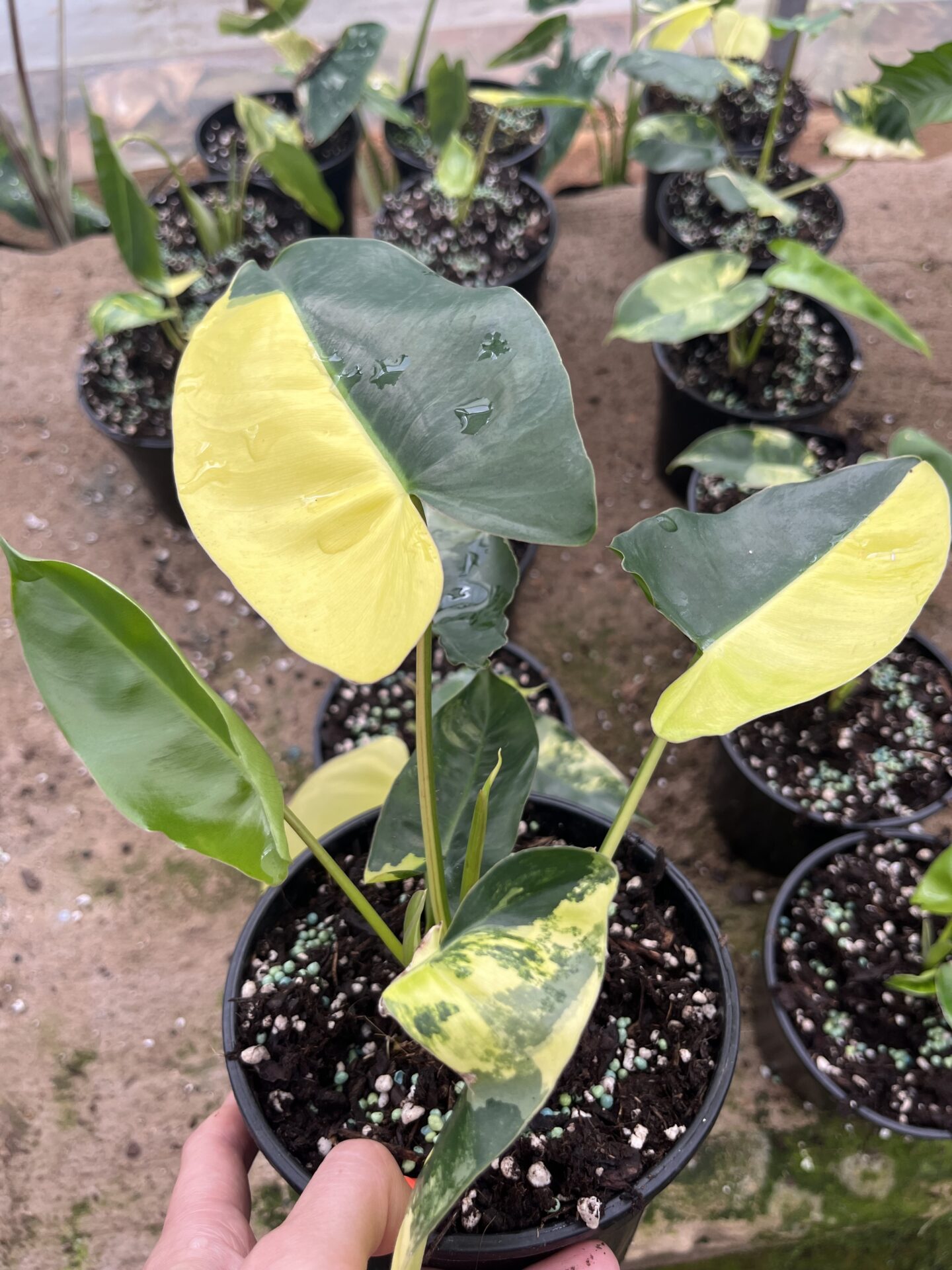 IMG_0829 Philodendron Jose Buono - Image 1