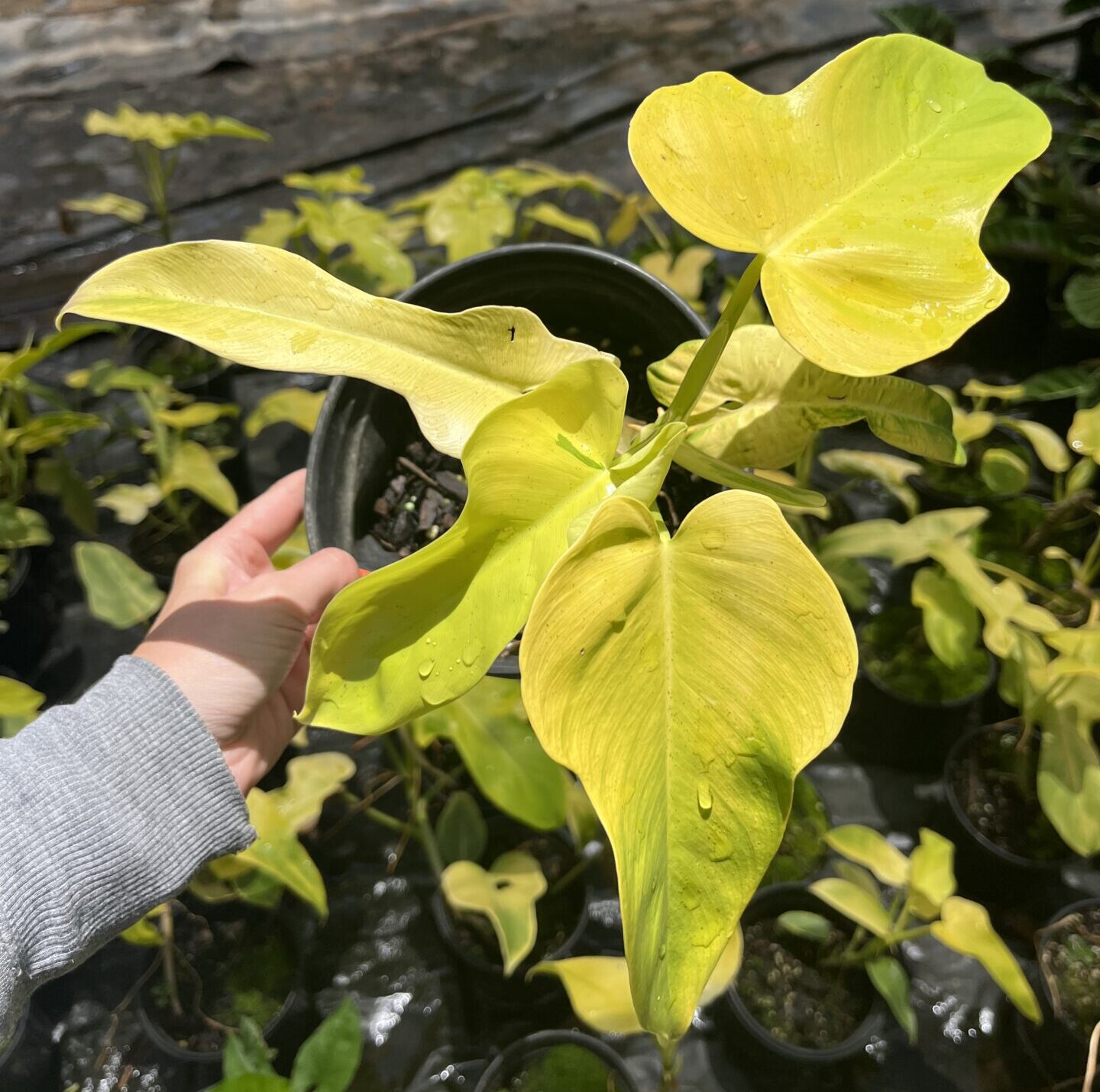 IMG_0844 Philodendron Bipennifolium Aurea - Image 1
