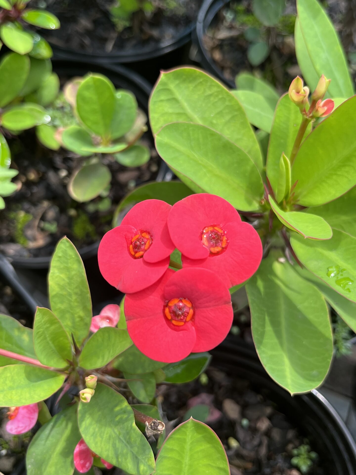 IMG_0859 Euphorbia Popcorn Cherry Puff - Image 1
