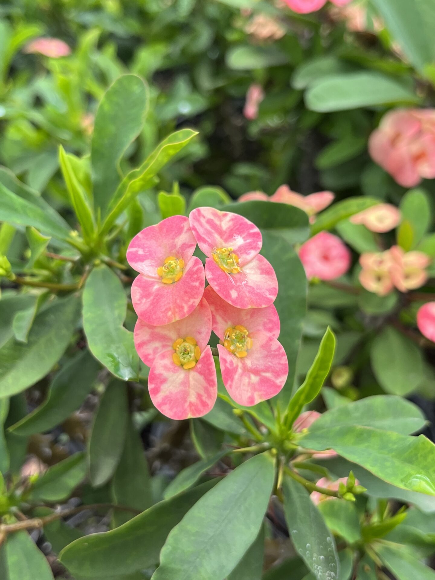 IMG_0867 Euphorbia Popcorn Buttercup Blush - Image 1