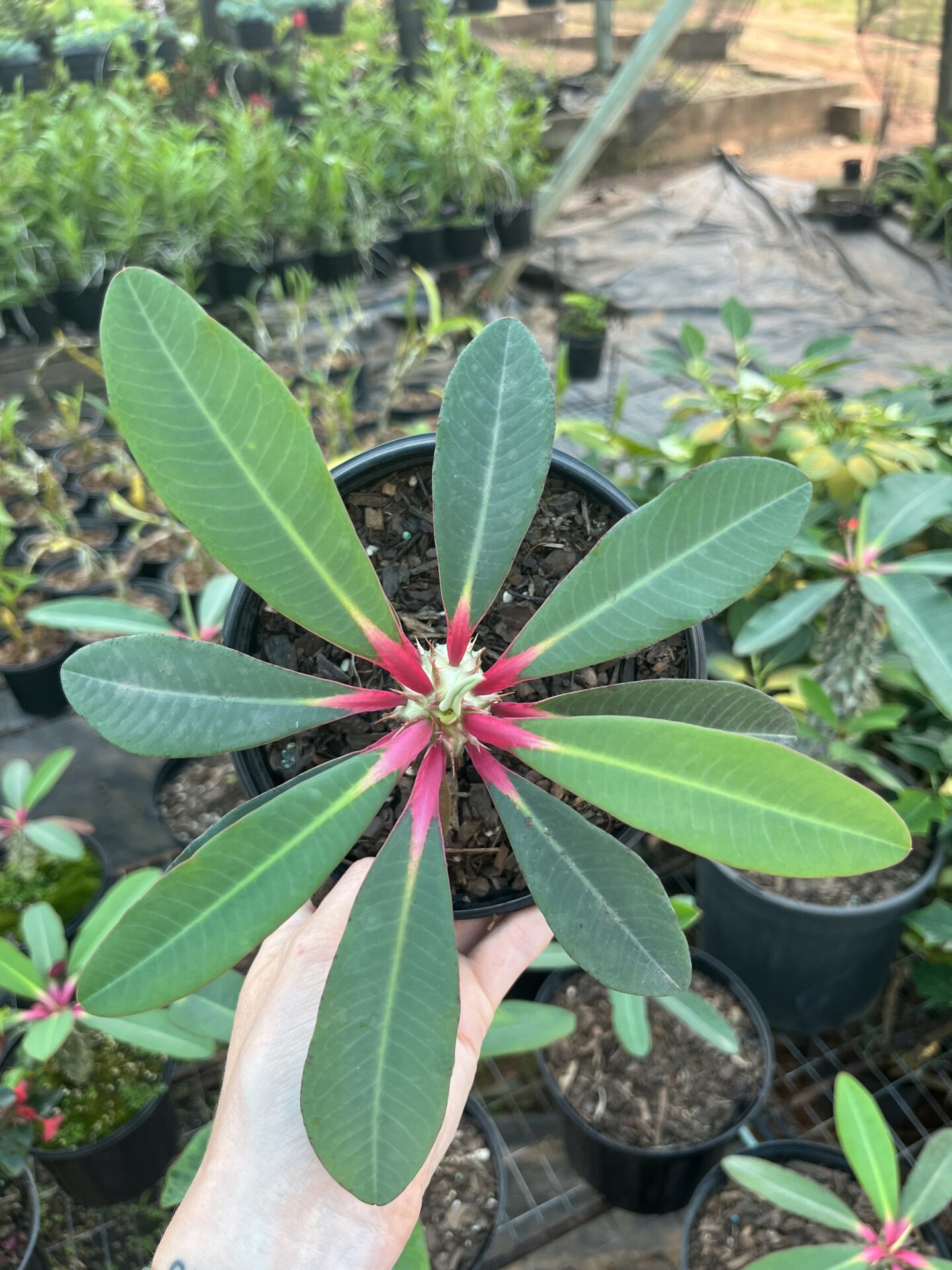 IMG_1115 Euphorbia Viguieri Denis - Image 1