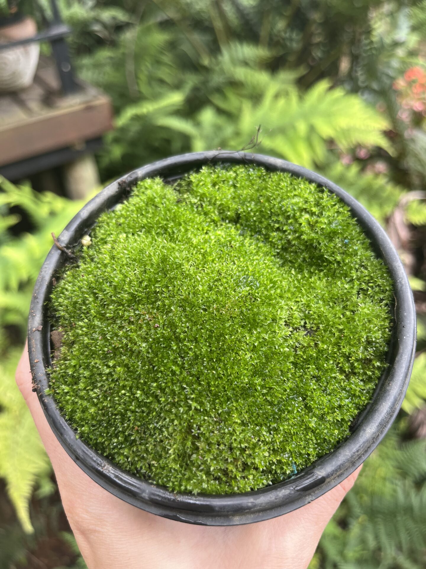Acrocarpous Moss - Klugro Nursery