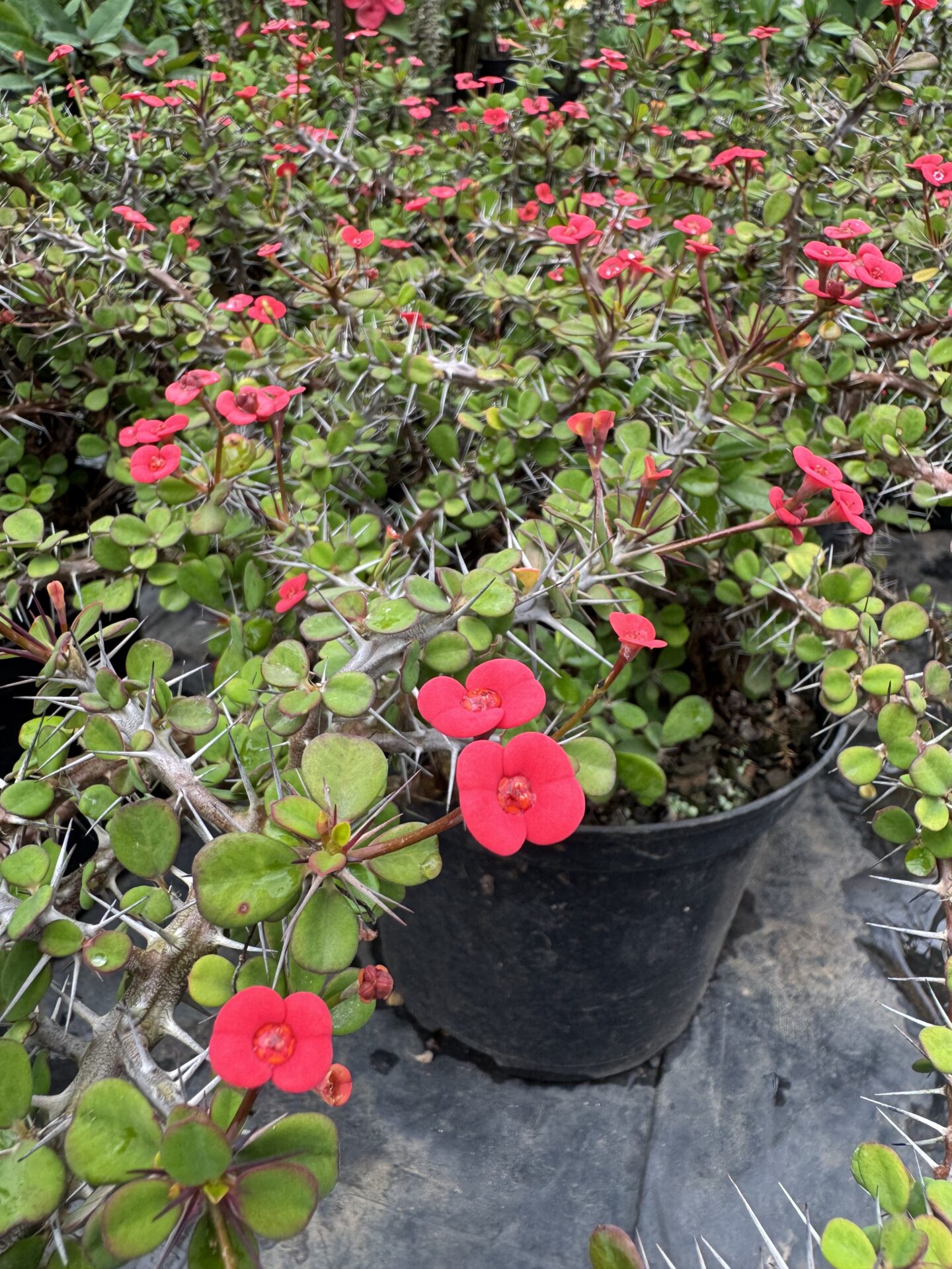 IMG_1589 Crown of Thorns - Image 1