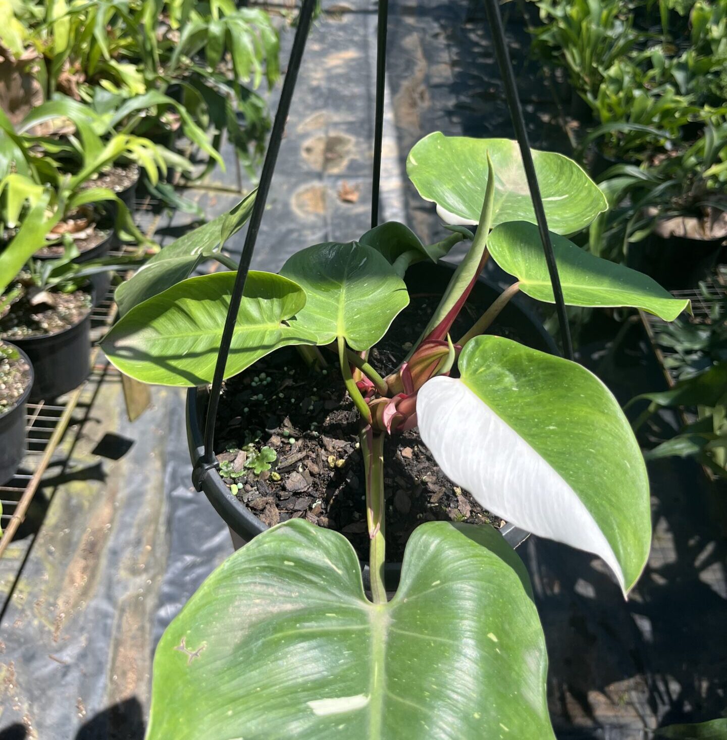 IMG_1686 Philodendron White Princess - Image 1