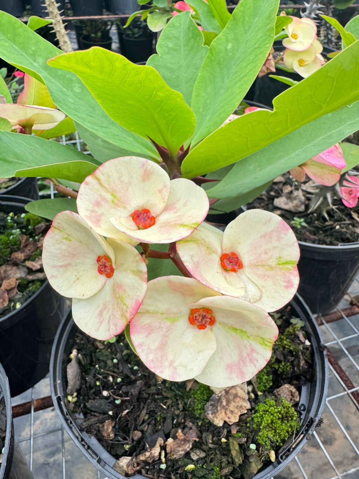 Large Thai Watermelon Euphorbia Large Thai Blushing Mint Marble - Image 1