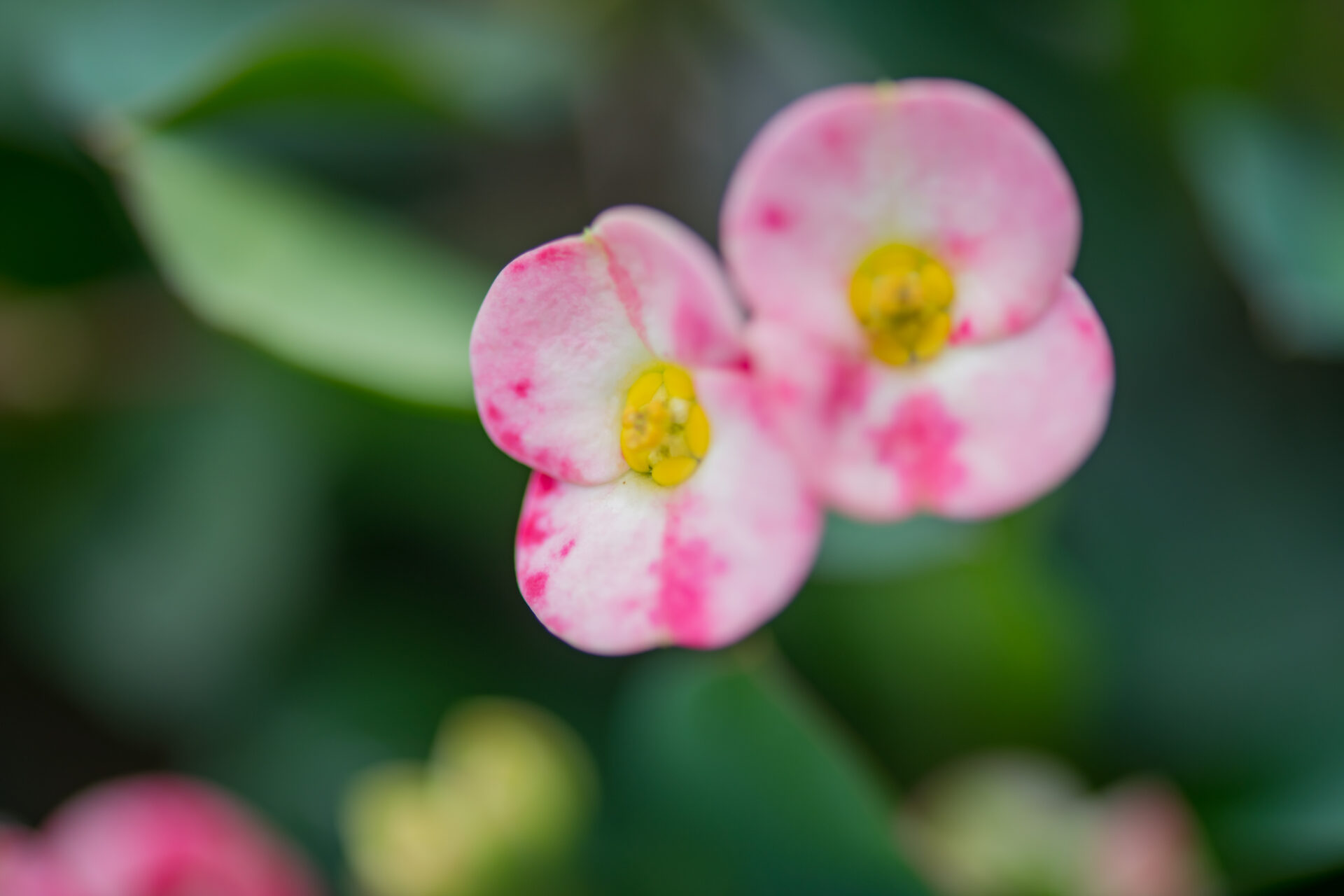 PINK POPCORN MACRO Euphorbia Popcorn Pink Mist - Image 1