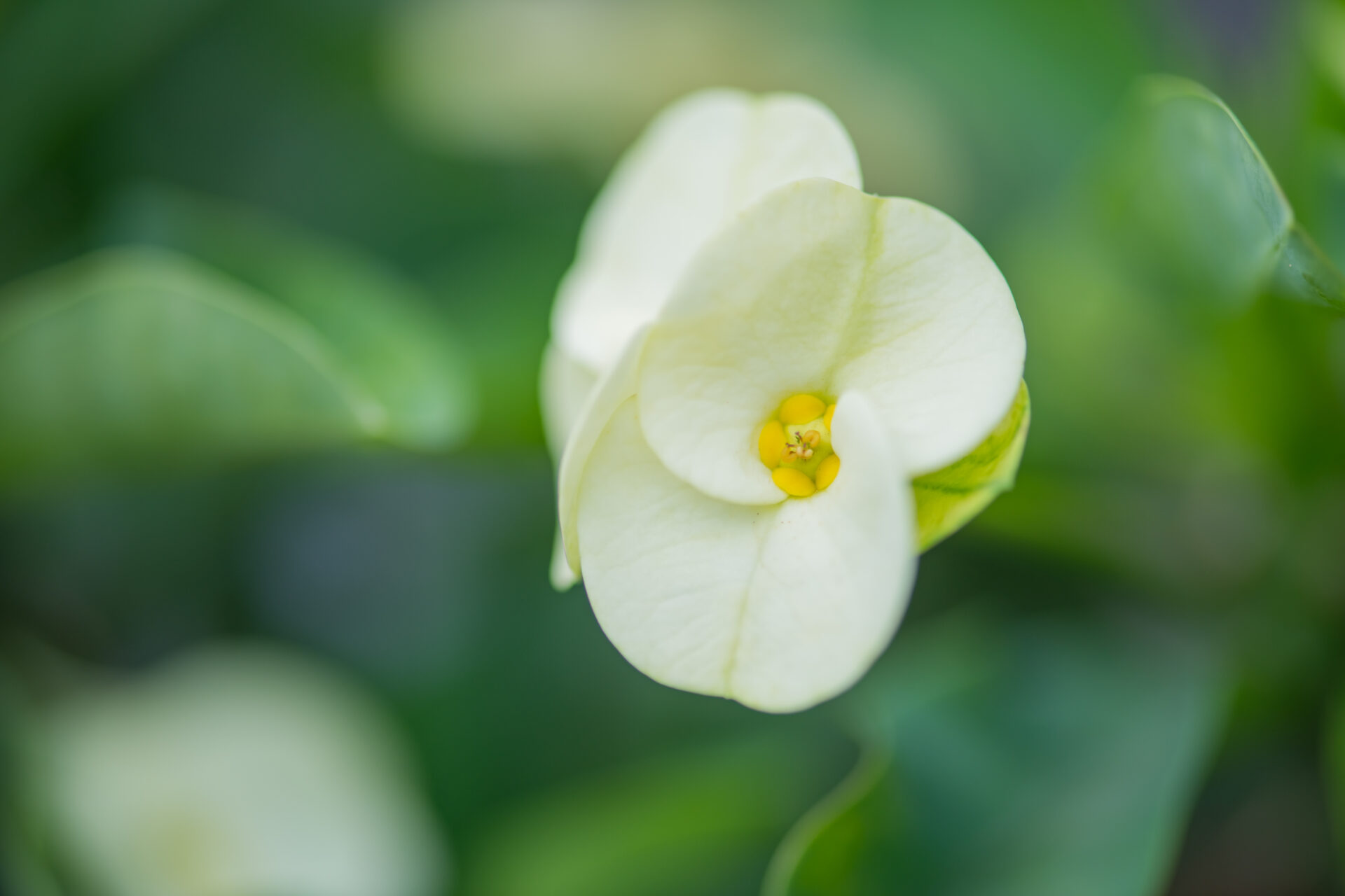 SINGLE EUPHORBIA FLOWER Euphorbia Popcorn Cotton Pearl - Image 1