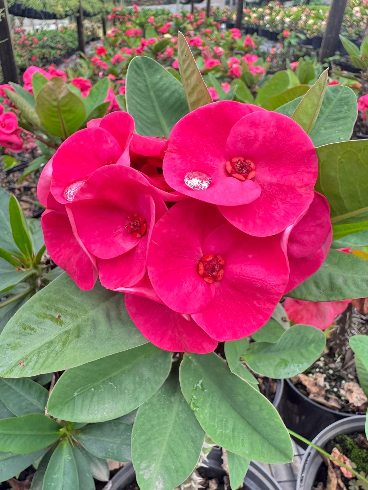 WhatsApp Image 2025-11-25 at 3.13.10 PM Euphorbia Large Thai Crimson Royale - Image 1