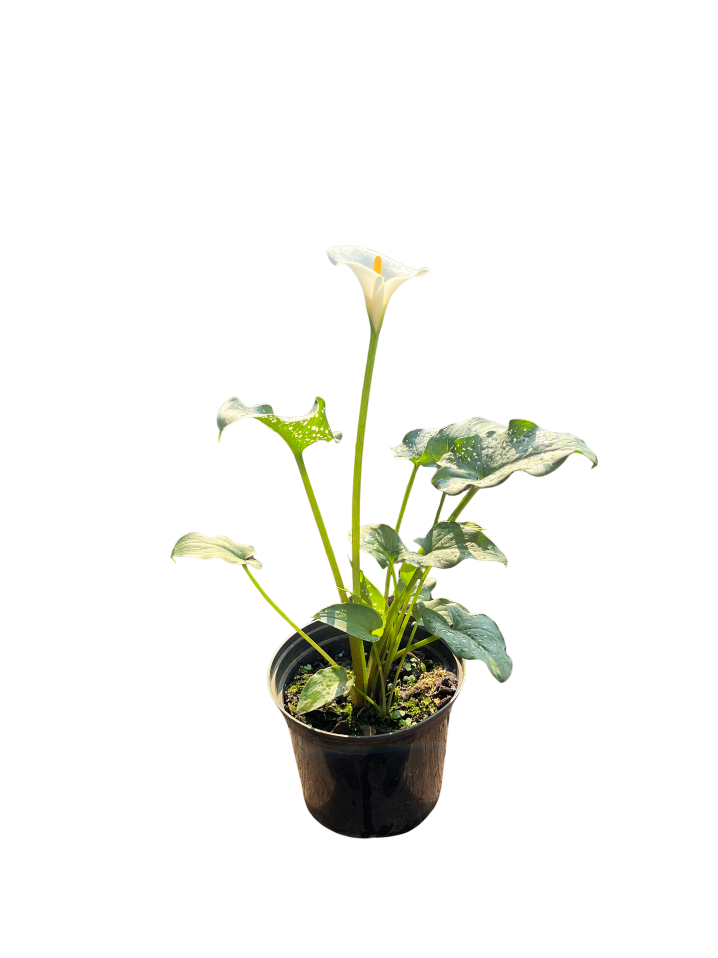 Zantedeschia Arum Lily Zantedeschia Arum Lilly - Image 1