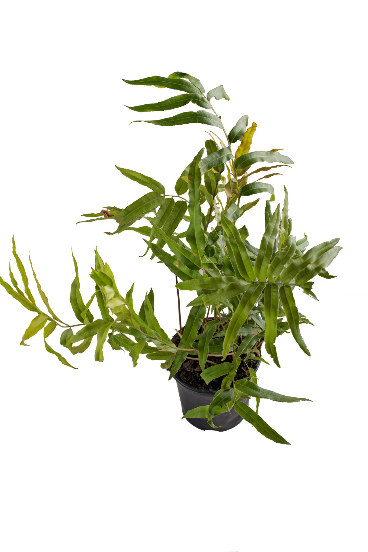 stenochlaena Stenochlaeana Tenuifolia - Image 1