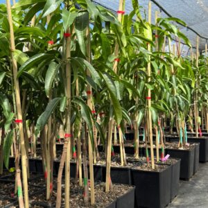 Fruit Trees - Mango