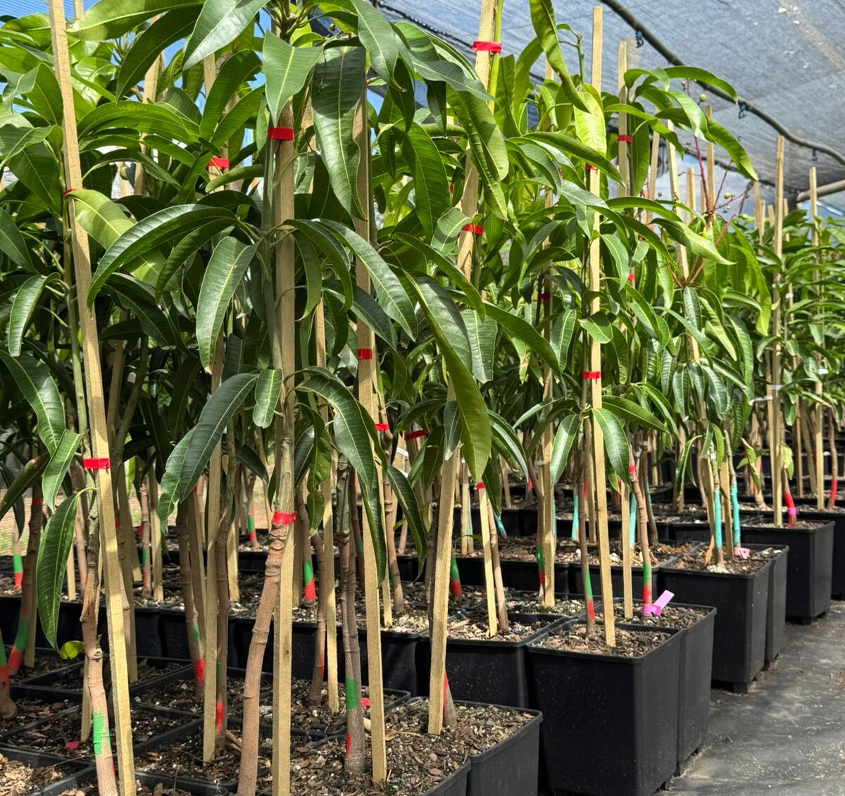 Mango 1 Fruit Trees - Mango - Image 1