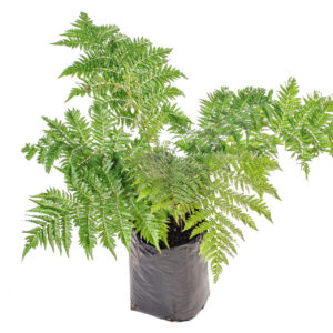 Cyathea Dregei