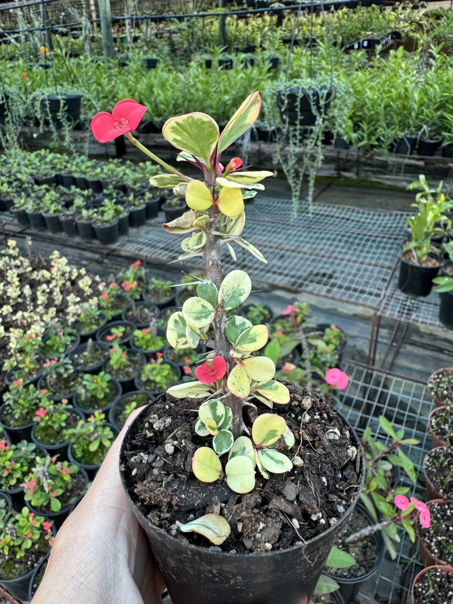 IMG_1580 Euphorbia Variegated Mini - Image 1
