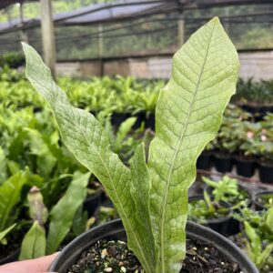 Crocodile Fern
