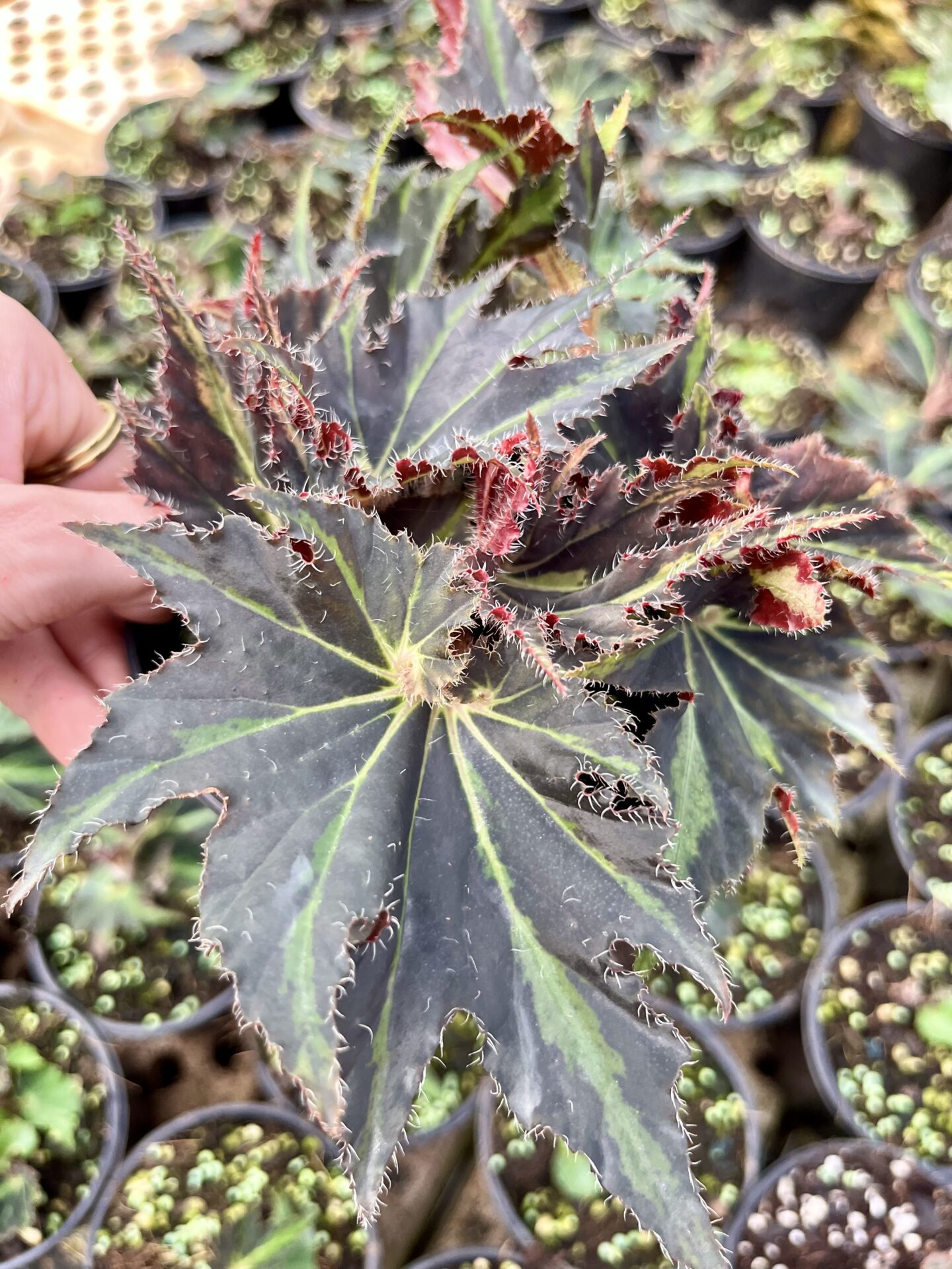 IMG_2145 Begonia Rex Evy - Image 1