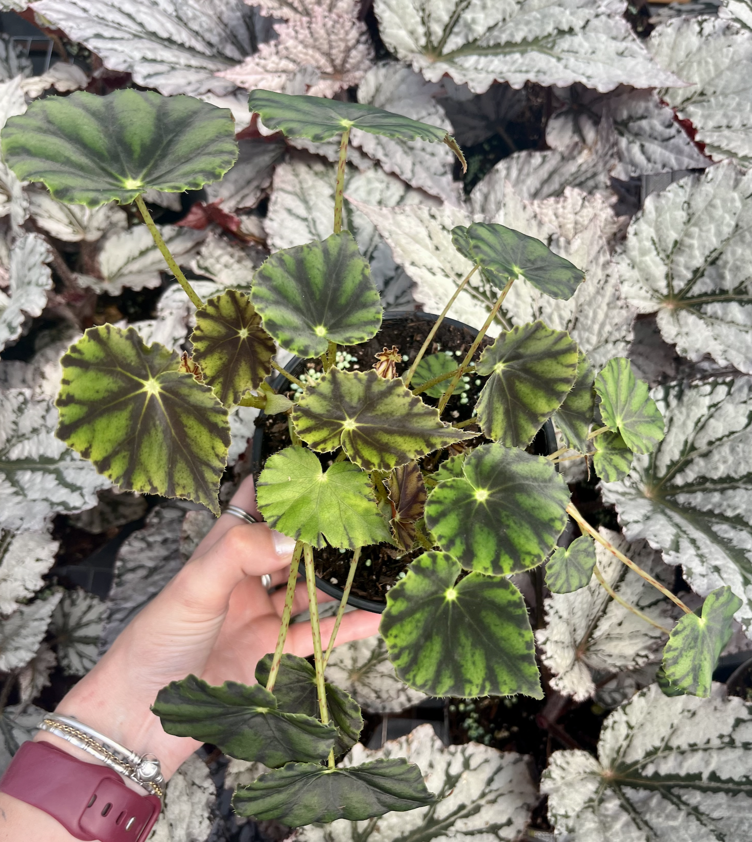 Screenshot 2026-10-02 at 11.24.25 AM Begonia Tiger Paws - Image 1