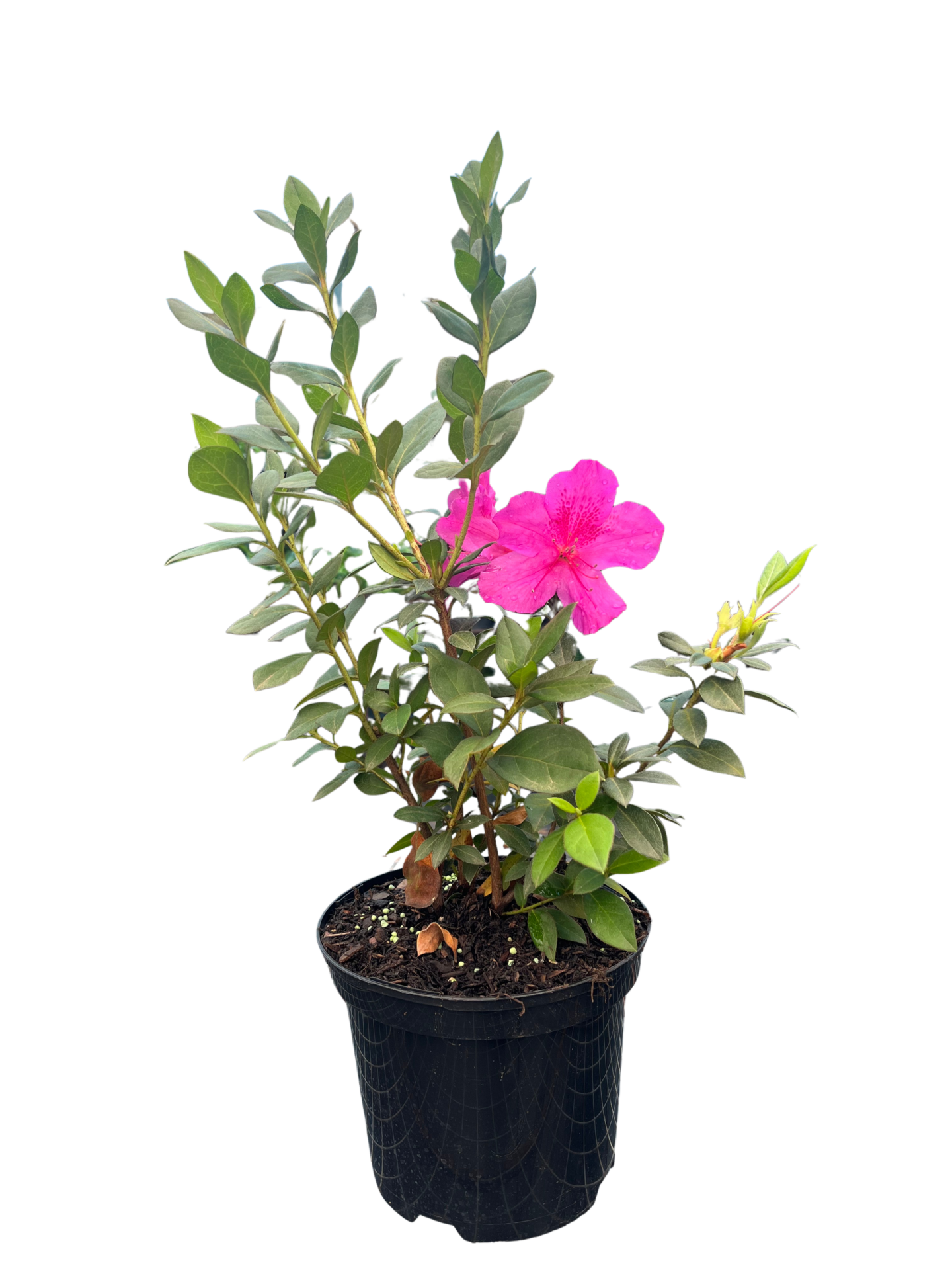 Azalea Azalea - Image 1