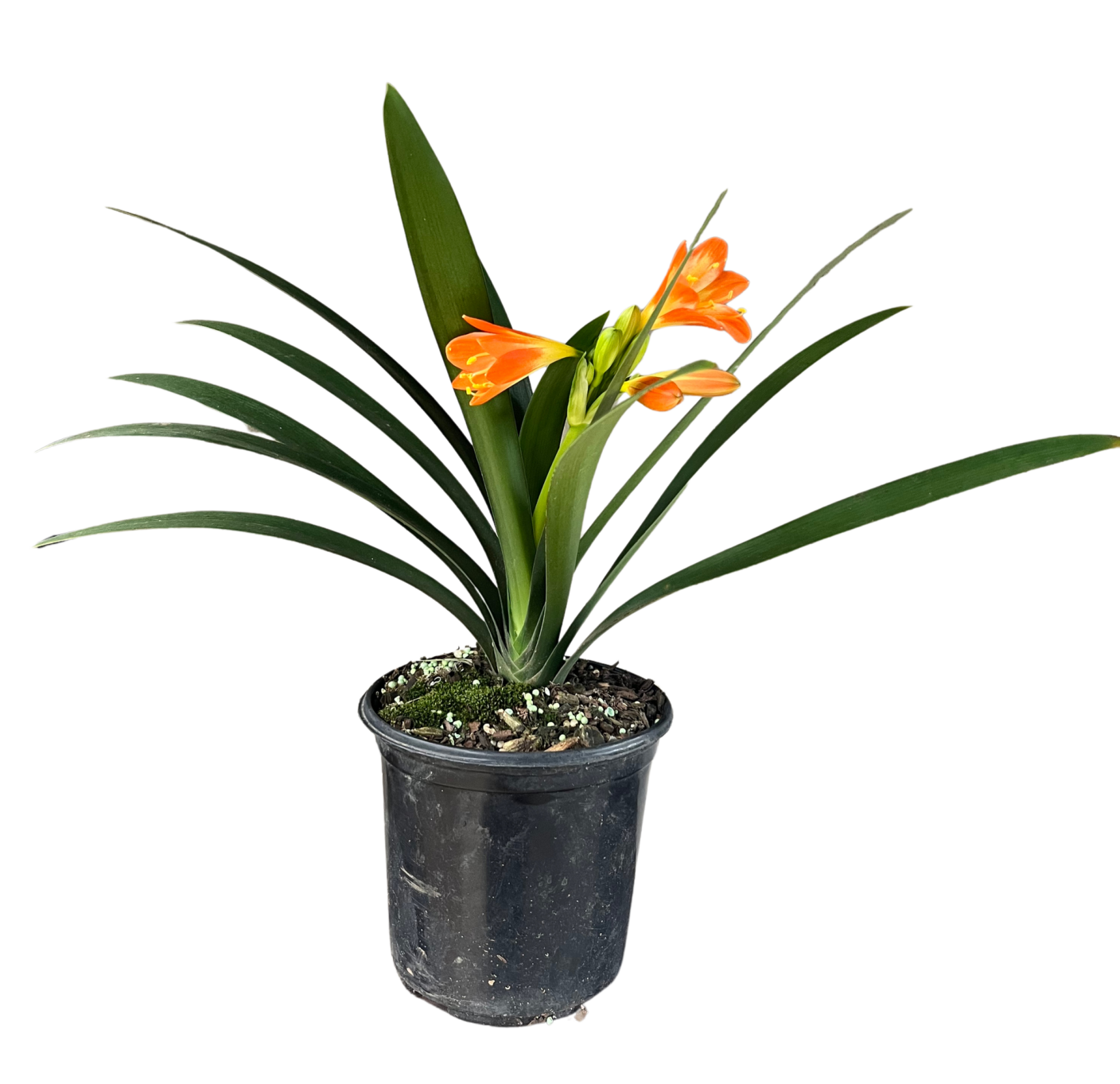 Clivia Miniata Clivia Miniata - Image 1