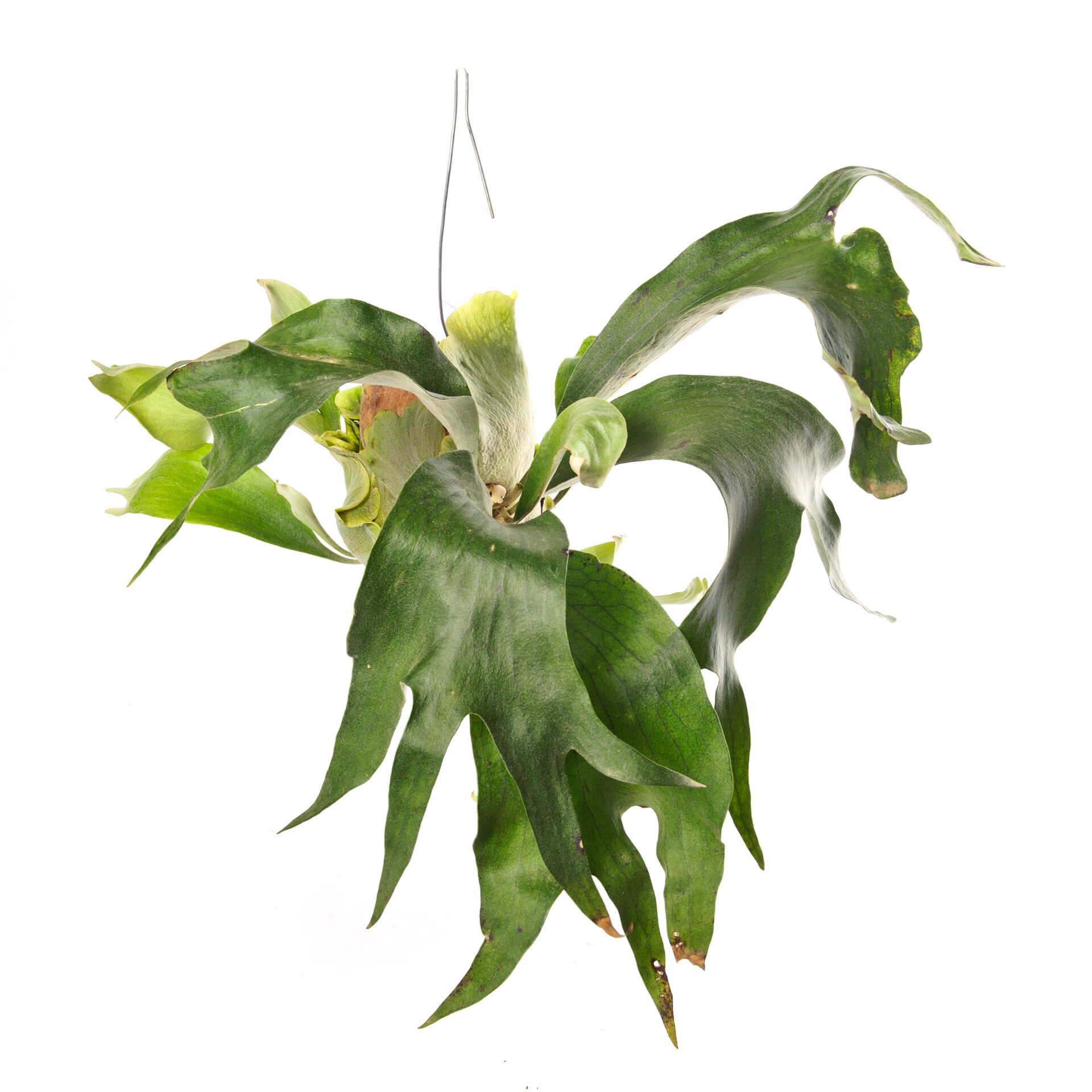 Platycerium hilii _ Platycerium Willinckii Klugro Clutivar - Image 1