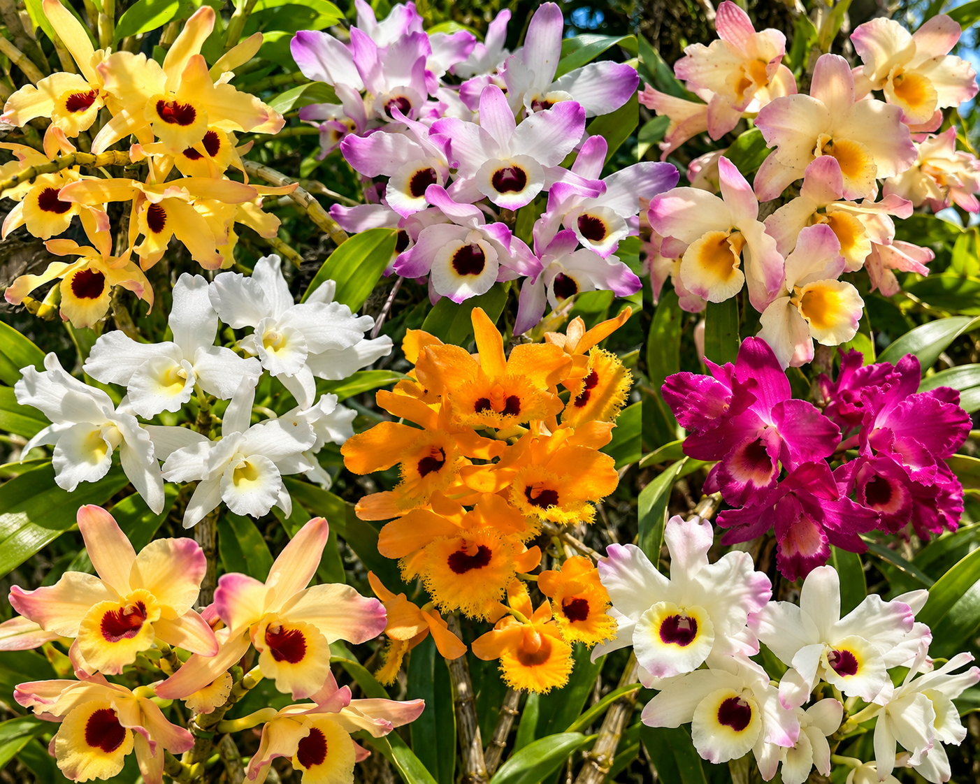 Unknown-3 Dendrobium Hybrids - Image 1